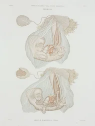 Ginecologia: Feto umano a 40 giorni, c. 1847-1859