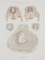 Ginecologia: Utero umano con embrione, c. 1847-1859
