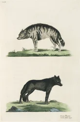 Iena e lupo