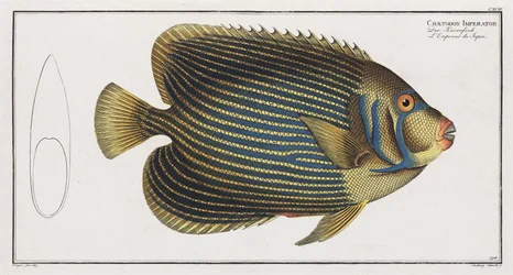 Pesce angelo imperatore