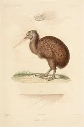 Kiwi, Nuova Zelanda