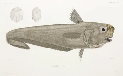 Pesce coltello