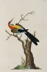 Oriolo