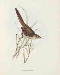 Spinetail, Sud America
