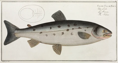 Il Salmone