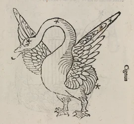 La costellazione del Cigno