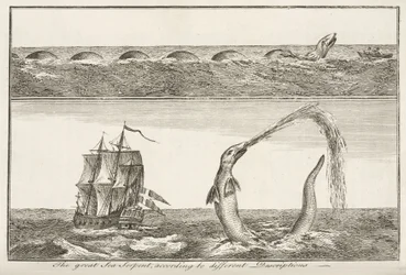 Il grande serpente marino, secondo diverse descrizioni