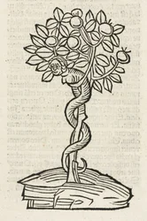 Il serpente nell