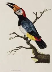 Tucano