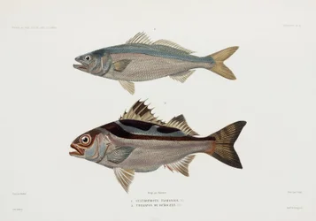 Due tipi di pesce