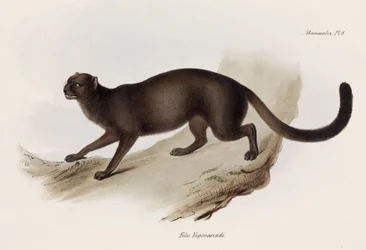 Gatto donnola o gatto lontra, Sud America, circa 1832-1836