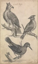 Aquila incoronata e due uccelli