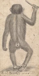 Scimmie (una di tre su un supporto)