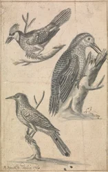 Picchio e due uccelli