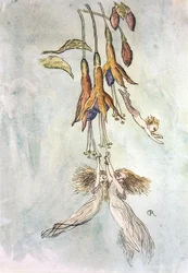 Festa tra le fuscie