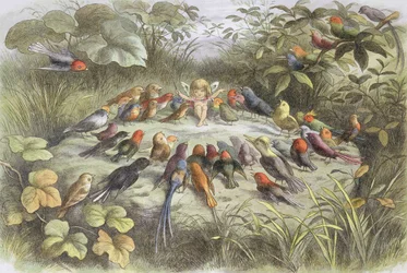Prova musicale nel paese delle fate (Illustrazione da "Nel paese delle fate. Immagini dal mondo delle fate", di William Allingham e Andrew Lang)