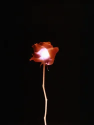 Senza titolo, 2007