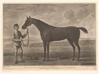 Cavallo da corsa con fantino