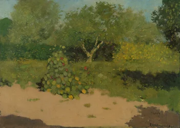 Angolo di giardino con nasturzi