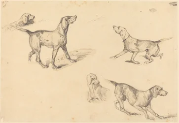 Cinque studi di un cane da punta francese