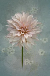 Dalia Blush in fiore