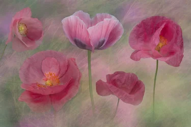 Papaveri rosa da sogno