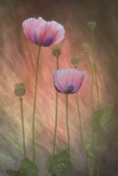 Papaveri rosa da sogno