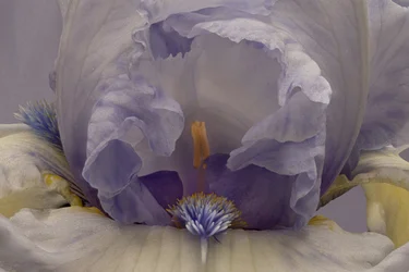 Iris lavanda tenue