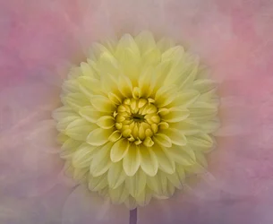 Fiore di dalia giallo tenue