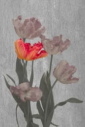 Tulipani "Vibrant Parrot"