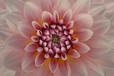 Dalia rosa vivace