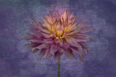 Dalia viola brillante