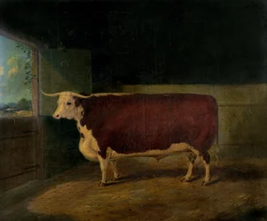 Ritratto di un Bue Hereford Premiato, 1874