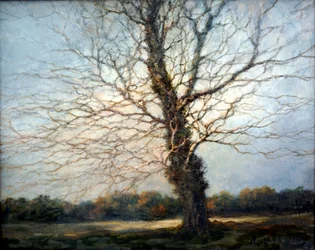 Albero illuminato dal sole