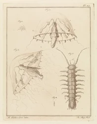 Leptomedusa e un isopode di acqua salmastra