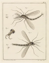 Zanzara piumata