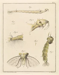 Larva di chironomide