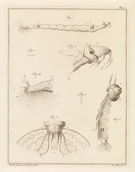 Larva di zanzara piumata