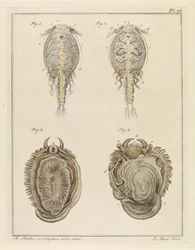 Crostaceo e mollusco