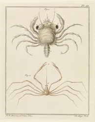 Granchio di spiaggia e una specie di granchio freccia