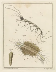 Larva di granchio di sabbia e verme a spazzola