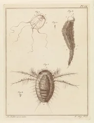 Diversi animali marini