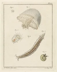 Diversi animali marini