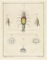 Diversi animali marini