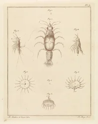 Diversi animali marini