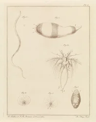 Diverse creature marine