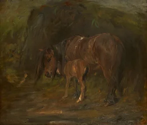 Cavalla e puledro