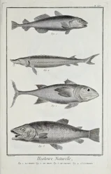 Merluzzo, tonno, salmone e storione, illustrazione da 