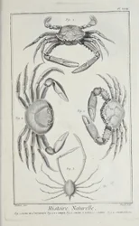 Granchi, illustrazione da 