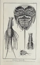 Crostacei, illustrazione da 
